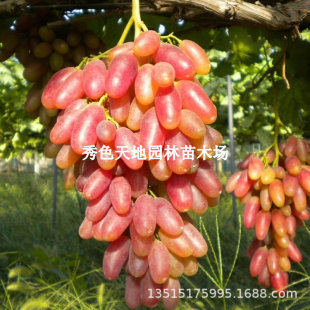 �޽ӟo�˼t�����t��������ͥԺ��������ָ���ј��m�Ϸ������Nֲ