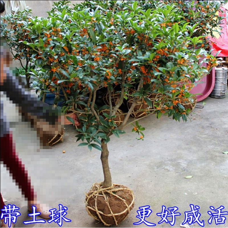 四季桂花树苗花卉盆栽浓香型观花植物室内带花庭院嫁接金桂银桂