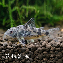 花椒鼠鱼活体 花鼠鱼工具鱼底栖清道夫鱼草缸淡水鱼 渔场直销批发