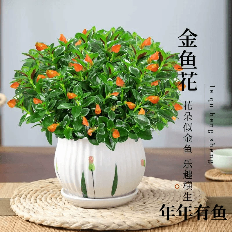 Золотая рыбка, подвесная орхидея в горшке для всех сезонов, золотая рыбка, комнатное декоративное растение для гостиной, вечнозеленый потов для всех сезонов.