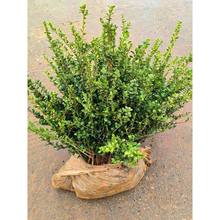 ���׶���ͥԺ�ļ�����G��������ر�ֲ��С�~�X�~���໨����ľ��