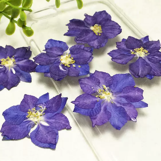 供应飞燕花 千鸟花 飞燕草押花干燥干花滴胶手机壳干花素材包批发