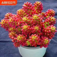 ��֮���\����ֲ���D�\���҃Ȼ������ԃ����՚�tɫ�������ֺ��B��