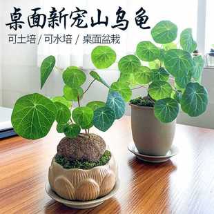 Mountain Turtle Climbing Vine Plant Thousand Gold Vine Bonsai Green Red Vine Gold Does Not Change Hydroponic Soil Culture Potted Plant Package to Survive and Germinate