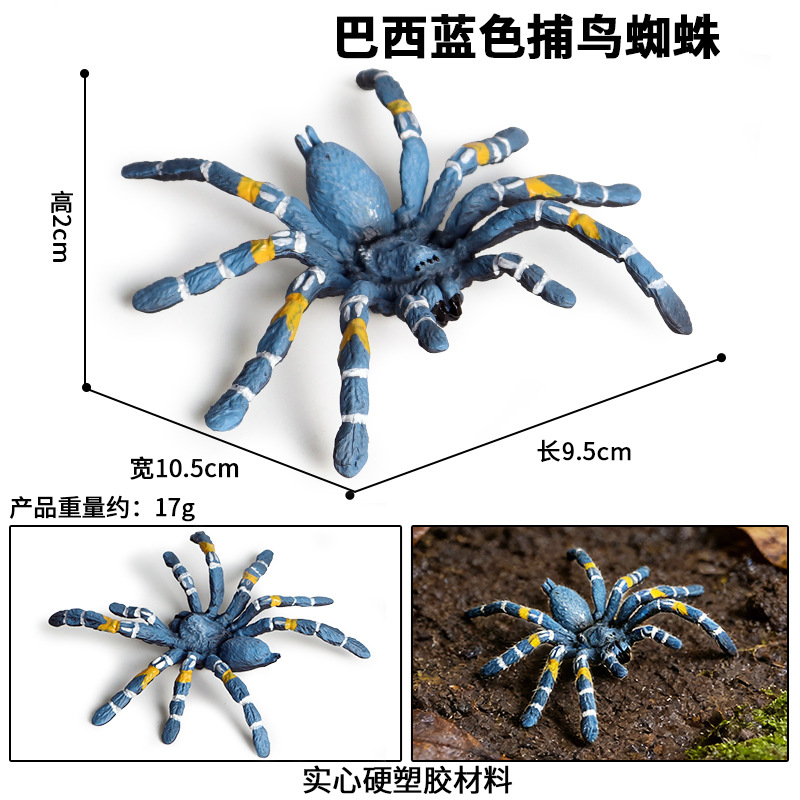M-683 Araña cazadora de pájaros azul brasileña