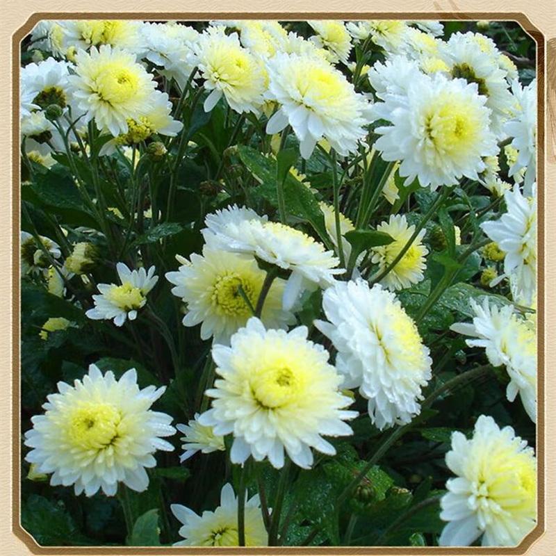 Gong Ju Chrysanthemum Tea Dried White Chrysanthemum Flowers 500g Herbal Infusion overview