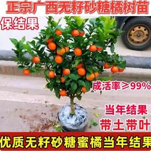 �޽�ɰ���٘���V������ɰ���٘�o��ɰ���٘������Ե��Ԯ���Y��