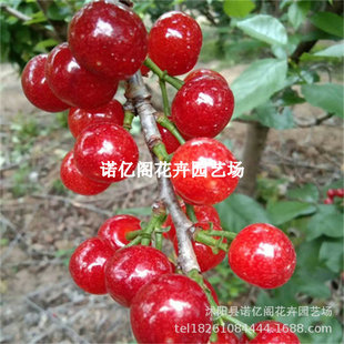 ������޽��Ϸ���Ʒ�N�t�����Ҭ�觼t���Ҙ���܇���Ӯ���Y������