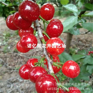 樱桃苗嫁接南方新品种红妃樱桃玛瑙红樱桃树苗车厘子当年结果树苗