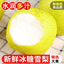 冰糖雪梨河北雪花梨10斤应当季水果正宗脆甜非砀山梨孕妇整箱包邮