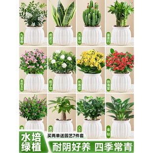 �G�}�҃�С����ֲ��͏d�k�������ļ����Bˮ�໨�ܾGֲ�׃��@��ȩ