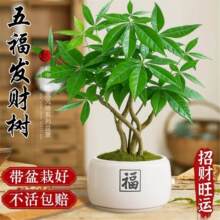 发财树小盆栽办公室桌面招财盆景大绿植室内客厅中式禅意四季绿植
