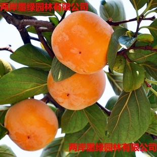 ���������޽ӹ������ϱ����Nֲ���Ի����������Ә��箔��Y��