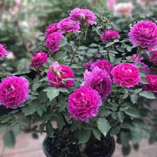 �췽ҹՄԭ��ԭ�����ڎ������l؛��ľ���Ե��ԷNֲ�����¼��W��