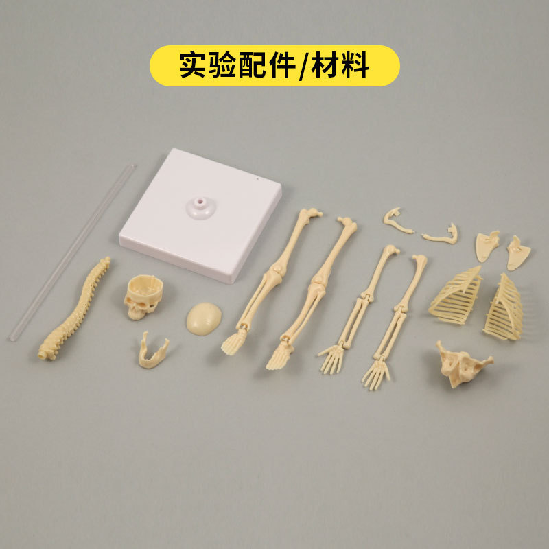 Modelo de esqueleto humano pequeño esqueleto de simulación de cuerpo completo de educación temprana para niños juguetes educativos material didáctico fuente de fábrica al por mayor