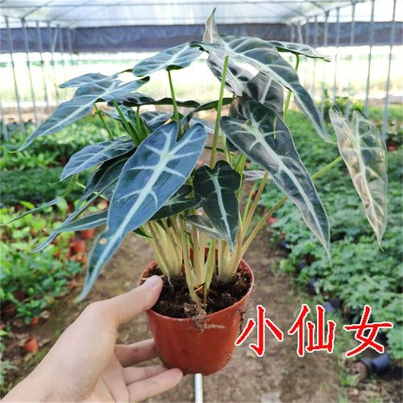 Гидропоника Fairy Alocum Крытый Рабочий стол Зеленое растение Черный Лебедь Гуаньиньлянский Африканский регион Тропическое растение Большое растение в горшке
