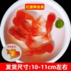 High-quality red national lion 10-11cm 3 pieces + fish food