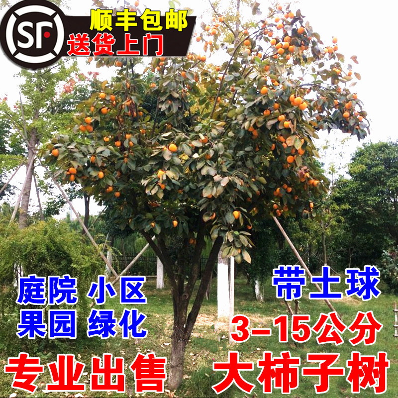 无核脆甜柿子树苗特大带土南方北方种植庭院盆栽地栽阳台黑柿果树