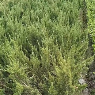 ���ش������l���ؙu�؂Ȱ���؞����ſ����Ʒ�N�Rȫ