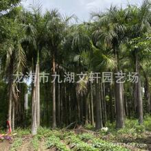 福建大王椰子产地种植 精品大王椰子价格 大王椰子地苗批发