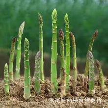 芦笋种子蔬菜绿芦笋种子菜种子芦笋子种子阳台盆栽香草芳香植物种