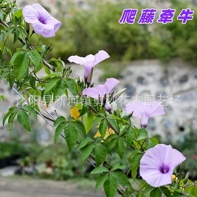 Большой Цветок Утренняя Слава Семян Ротанг Висит Балкон Двор Забор Цветы Чаоян Твист