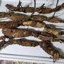 食用深水水培观赏太空莲