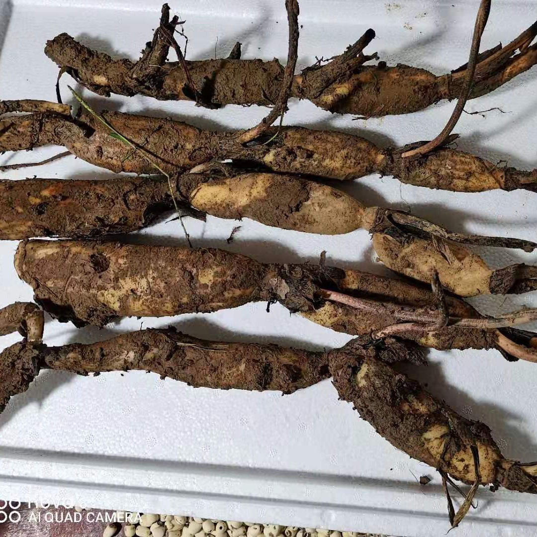 太空莲食用莲藕种苗观赏荷花池塘种藕水培稻田鱼塘泥沙深水浅水种