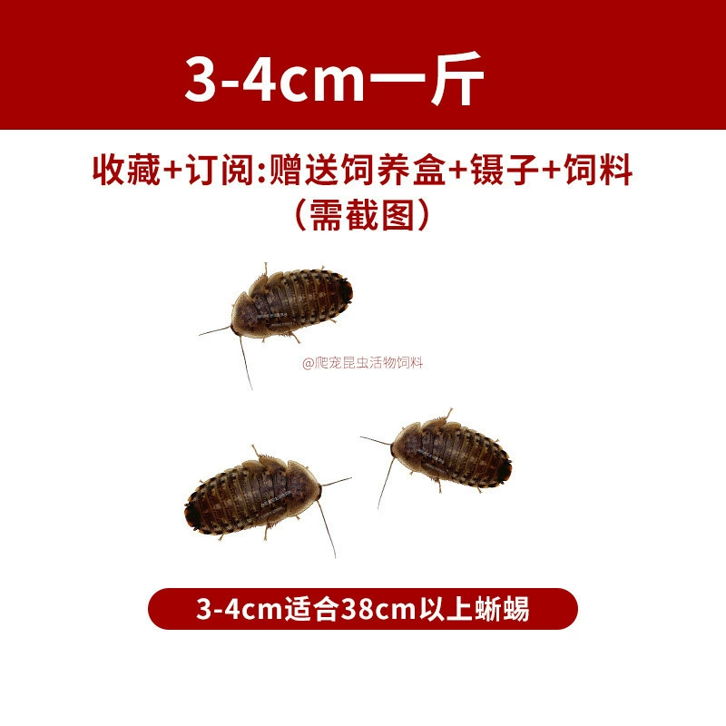 [杜比亚蟑螂昆虫爬宠活饵饲料新成体繁殖组半斤中国]