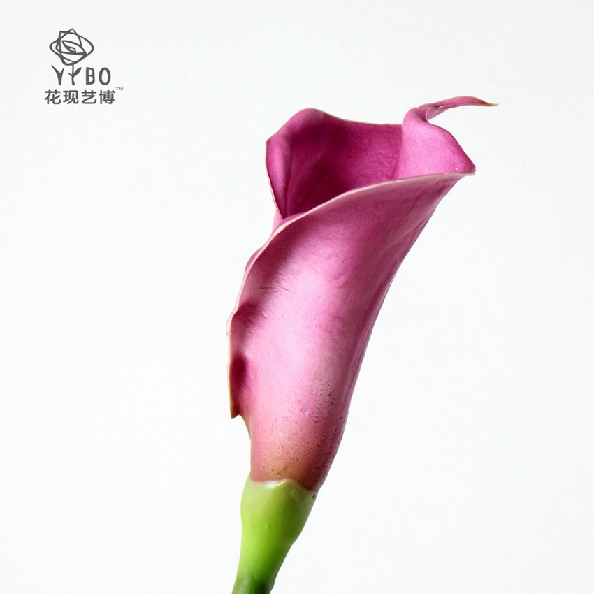 보라색