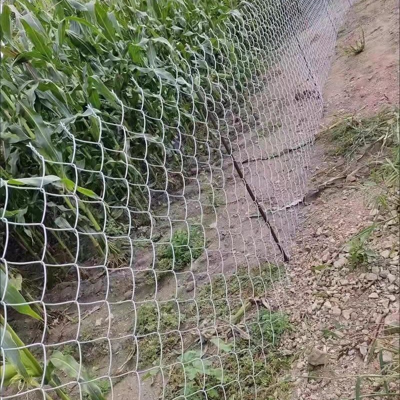 镀锌勾花网体育厂球场护栏网畜牧防护网林区防护网包树头铁丝网