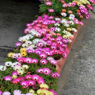 Beautiful Japanese Flower Seeds, Easy-To-Live Pine Leaf Flower Seeds, Sowing and Blooming in All Seasons, Outdoor Courtyard Flower Sea Flower Seeds