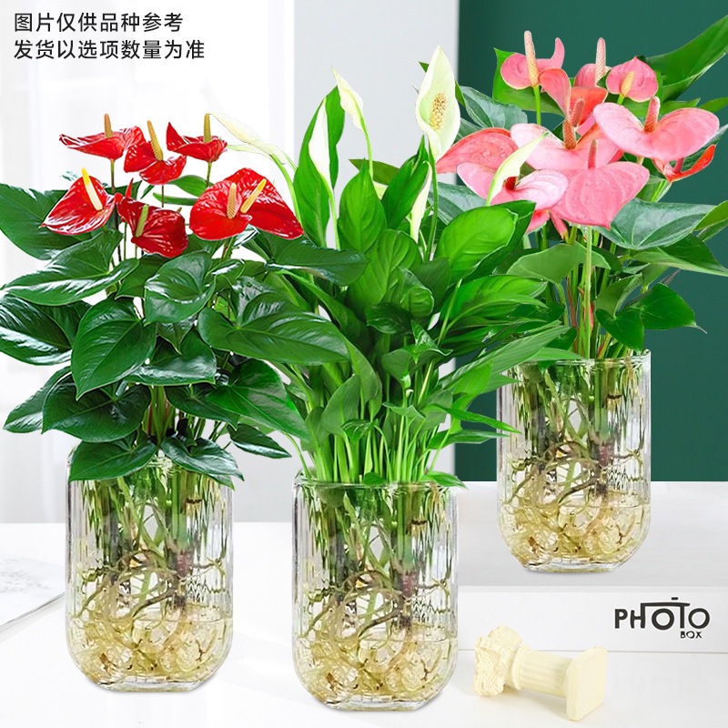 붉은 야자 + 흰 야자 + 분홍 야자 (U 자형 유리병) + 영양액