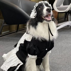 ペットの中の大型の犬のスカートの変身する服のメイドの服のエプロンの頭の飾りの金毛のサモの巨貴のかわいい装い