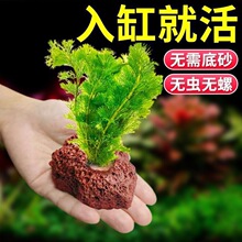 鱼缸造景植物真草水草净化增氧水质水培阴性懒人组合套餐火山石