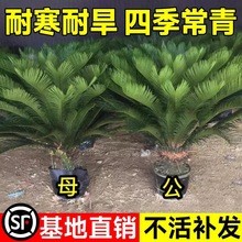 һ�����l�F������ֲ��С�����K�F�ļ������҃���͏d�辰���F���B