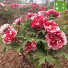 �ʝ������^�pĵ�������҃����̨���Դ����ذ껨��ĵ���������l