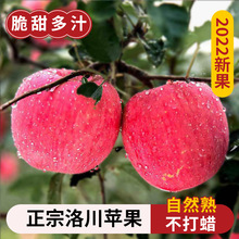 洛川蘋果陝西正宗延安脆甜紅富士產地直銷當季整箱新鮮蘋果水果10