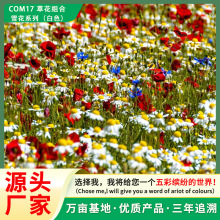 批发生态修复野花组合花卉种子四季易种白色系列花籽景观绿化专供