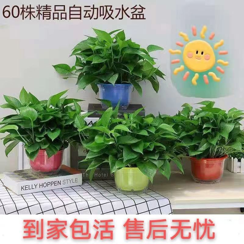 핫세일] 게으른 수채화 대야 4개 + 비료 6개 [높이 30Cm 포토스