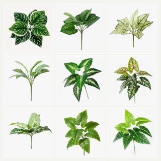 仿真绿植叶子多头大叶万年青海芋马蹄莲花艺插花配草家居装饰批发