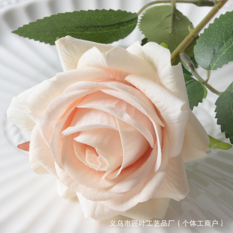 엘사 로즈 샴페인