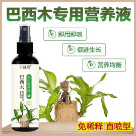 巴西木专用营养液肥料幸运木水培促爆芽防黄叶底部发霉生根液体肥