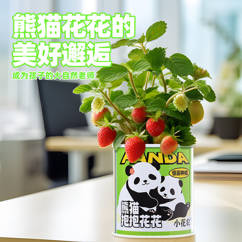 Small Flower Farmer Kidsren's Plant Panda Flower Student Planting Small Potted Desktop Plant Panda Garden Emotional Stability