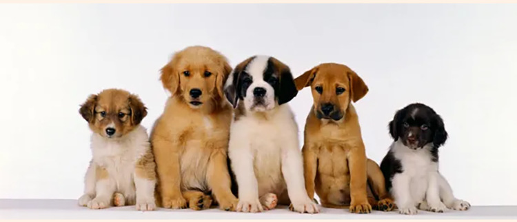 Evcil hayvan göğüs çantası köpekler ve kediler için dışarı çıkmak için rahat seyahat çantası köpek sırt çantası evcil hayvan sırt çantası_voghion.com
