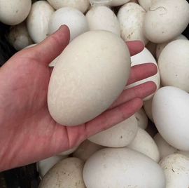 鸡蛋;鸡肉类;咸蛋类