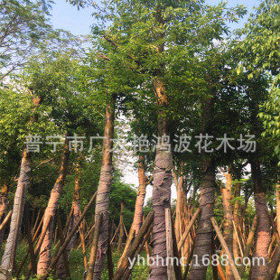 �V�|�Ռ�������ù𡢴��~���ù����㣬ɽ����ľ��ֲ����ֲ��