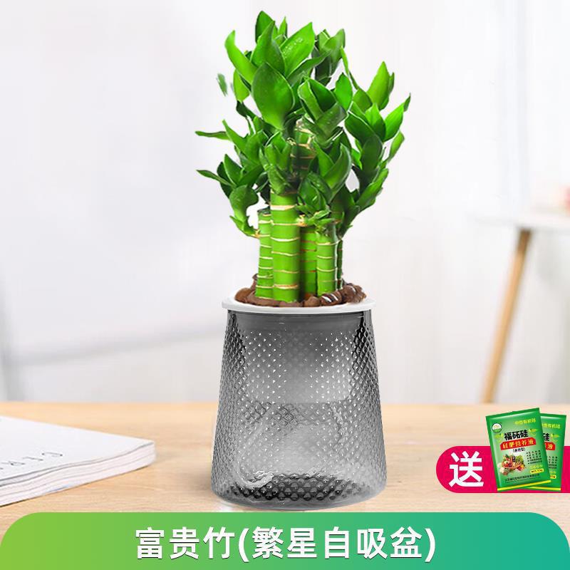 행운죽(별분지) + 영양액