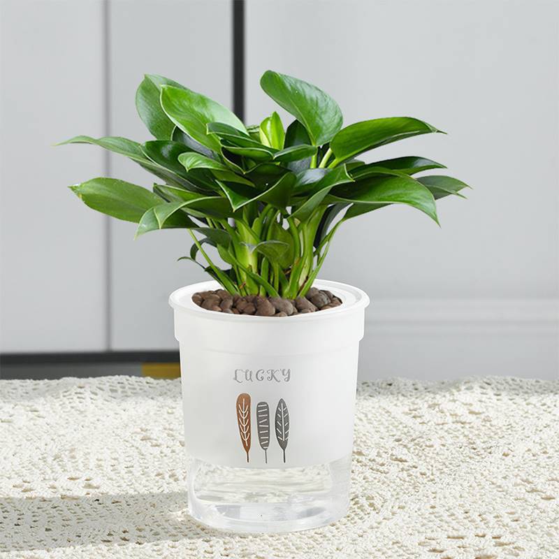 3개의 황금 다이아몬드 25-30cm 세잎 화분 + 영양액