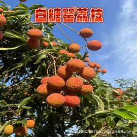 番薯类;柑桔;苹果